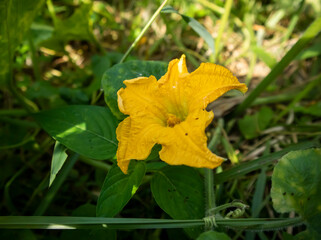 flowers are blooming yellow