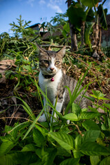 a cat among the grass