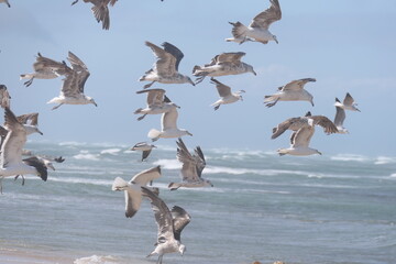 Südliche Dominikanermöwe, Larus dominicanus vetula, Port Elizabeth, Südafrika
