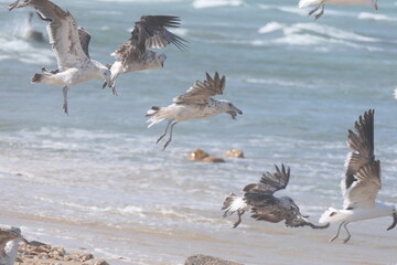Südliche Dominikanermöwe, Larus dominicanus vetula, Port Elizabeth, Südafrika
