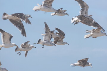 Südliche Dominikanermöwe, Larus dominicanus vetula, Port Elizabeth, Südafrika
