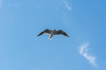 Obraz premium Seagull frying against blue sky in the Bosphorus strait, Istanbul, Turkey