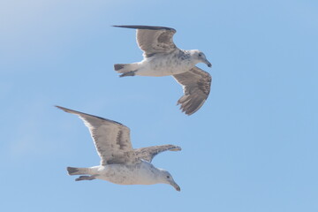 Südliche Dominikanermöwe, Larus dominicanus vetula, Port Elizabeth, Südafrika