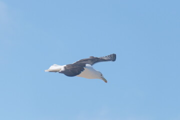 Südliche Dominikanermöwe, Larus dominicanus vetula, Port Elizabeth, Südafrika