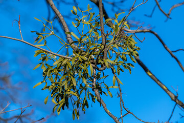 branches against sky