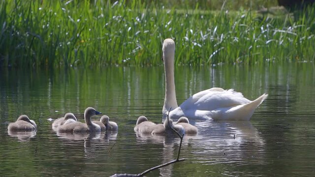 eine Familie von wei&szlig;en Schw&auml;nen schwimmt am See an einem sonnigen Tag, erwachsene Schw&auml;ne und K&uuml;ken, sch&ouml;ne wei&szlig;e V&ouml;gel
