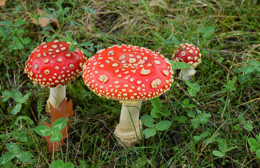 Toadstool poisonous  mushroom