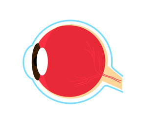 Anatomical structure of the human eye. Symbol. Vector illustration.