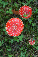 Toadstool poisonous  mushroom