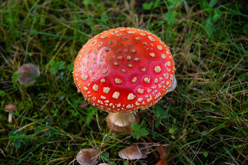 Toadstool poisonous  mushroom