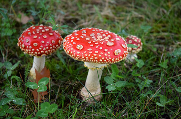 Toadstool poisonous  mushroom
