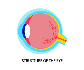The structure of the human eye on a white background. Cartoon. Vector illustration.