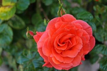 Flowers and rose buds with delicate pink, white and yellow on a branch with green leaves on a bush...