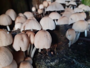 mushrooms in the forest