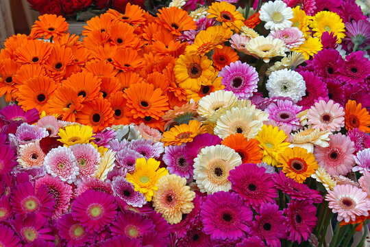 Gerberas Flowers