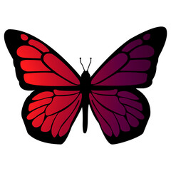 red and pink butterfly isolated on white