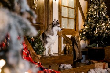 Siberian Huskies stays at home on a threshold, in New Year's scenery. festive fires. Festive...