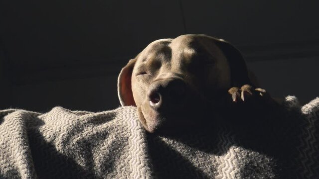 Sleepy weimaraner dog laying in early morning sun, close up face.  Bright sun shines into a dark bedroom, camera slowly pans left and right on large breed tired dog.