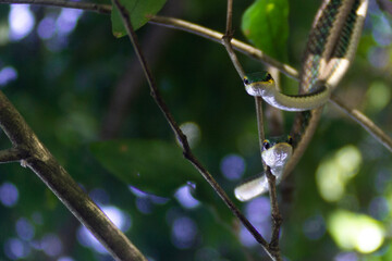 rain drops on a branch
