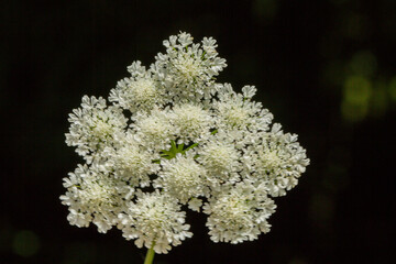 A focused photo of Pimpinella saxifraga. This plant grows in roadsides, gardens, and waste-places. This photo is from Turkey where is so wealthy about the species of plants.
