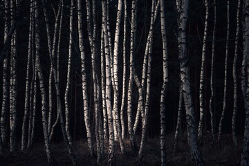 Moody birch forest