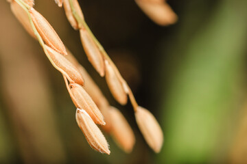 Rice in macro photo. The seeds of the grass species Oryza glaberrima (African rice) or Oryza sativa...