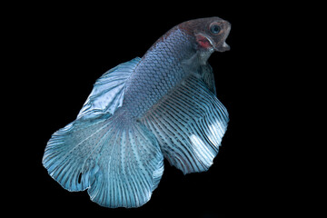 blue siamese fighting  fish in black background