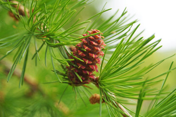 Fototapeta premium Coniferous tree branch with bright green needles and beautiful pink cones on a summer day