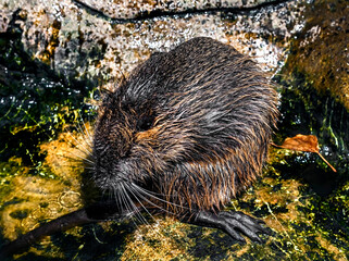Young nutria in its enclosure. Latin name - Myocastor coypus	
