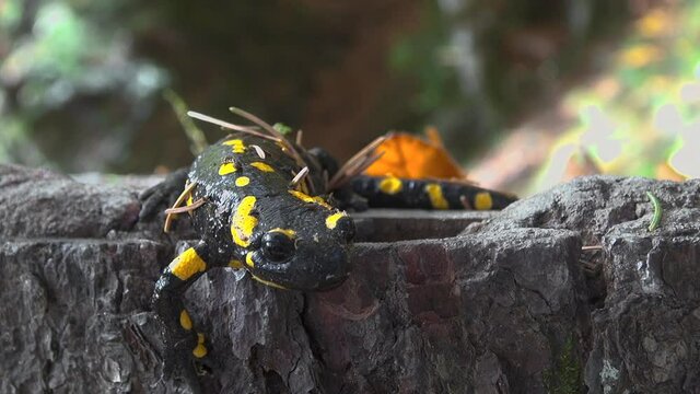 Yellow spotted salamander tries to hide in the forest among the branches and leaves