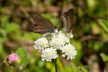 A focused photo of Pimpinella saxifraga which has butterflies on it. This plant grows in roadsides, gardens, and waste-places. The photo is from Turkey where is so wealthy about the species of plants.