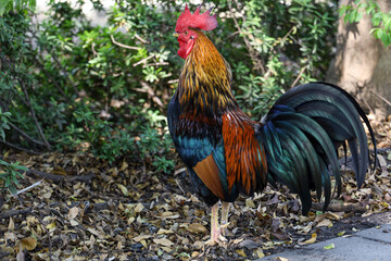 The fighting cock in garden nature farm at thailand