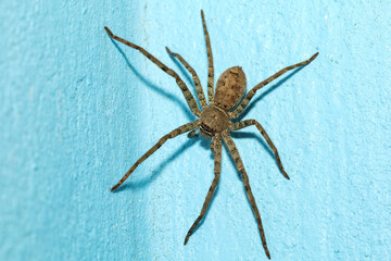 Close up wolf spider is insect animal