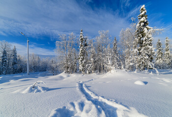Beautiful landscape with snowy forest.
