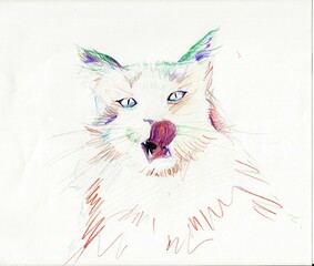 A hand drawn colored pencil illustration of a cat, on white paper