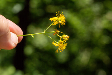 A close-up photo of tipton weeds of which Latin name is Hypericum calycinum. Its original habitat...