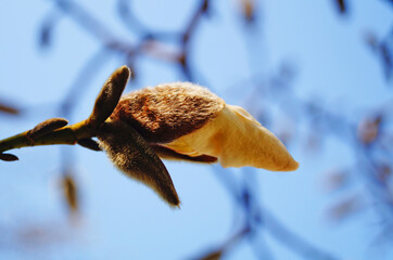 Magnolia branch with buds and flowers with delicate white, yellow and pink petals on a spring day