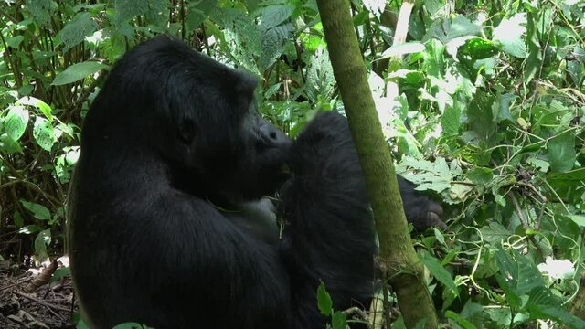 Mountain gorilla (Gorilla beringei beringei) eating in its natural habitat in Uganda