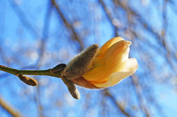 Magnolia branch with buds and flowers with delicate white, yellow and pink petals on a spring day