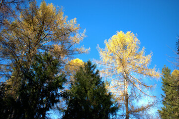 Waldspaziergang in Schaan in Liechtenstein 14.11.2020