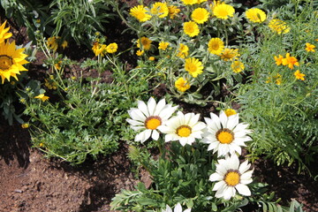 Obraz premium flower, yellow, nature, flowers, spring, garden, dandelion, green, summer, plant, field, blossom, grass, flora, beauty, beautiful, bloom, floral, meadow, bright, daisy, plants, orange, color, petal