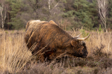 Brown hairy large horned ox grazing freely in Veluwe area nature in The Netherlands