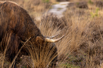 Closeup of brown hairy large horned cow grazing in natural Veluwe area in The Netherlands