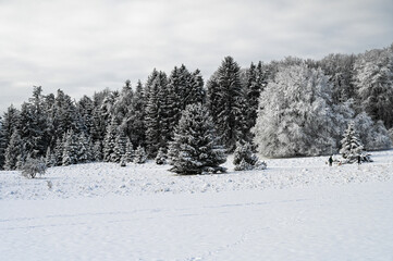 Wonderful winter landscape with snow covered field and forest in the background.