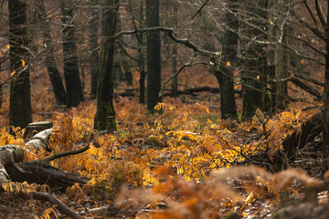 Autumn forest colors in natural park Veluwe
