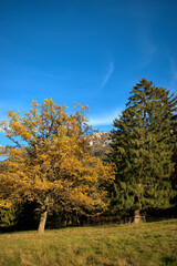 Fototapeta premium Waldspaziergang in Schaan in Liechtenstein 14.11.2020