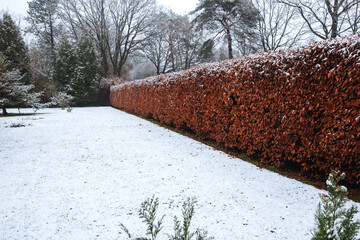 Long and large red beech hedge in winter. Garden covered with snow