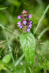 Eine Waldpflanze mit lilafarbenen kleinen Blüten.