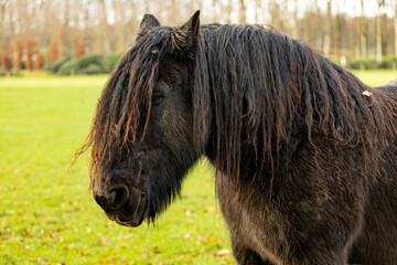 Profile of the head of a black Friesian horse in meadow with long almost dreadlock manes
