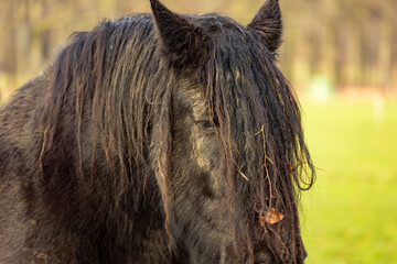 Long almost dreadlock manes of a black Friesian horse in meadow wet and dirty from rain